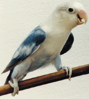 Arlequim cobalto