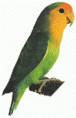 Verde face laranja