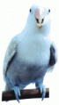 Cobalto diluido