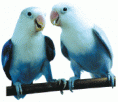 Cobaltos